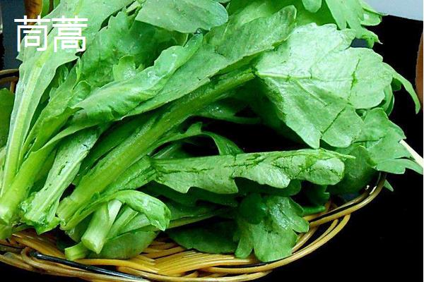 苦苣和苦菊、茼蒿、薺菜的區別是什么