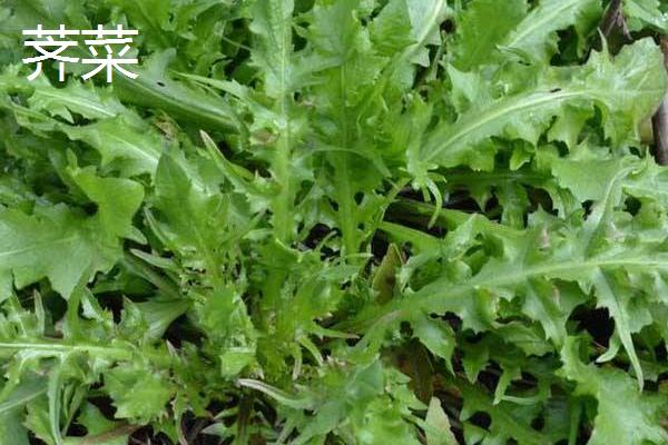 苦苣和苦菊、茼蒿、薺菜的區別是什么