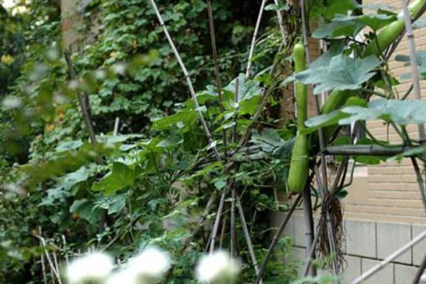 砍瓜什么時候砍 砍瓜砍后怎么處理