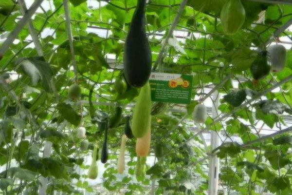 砍瓜什么時候砍 砍瓜砍后怎么處理