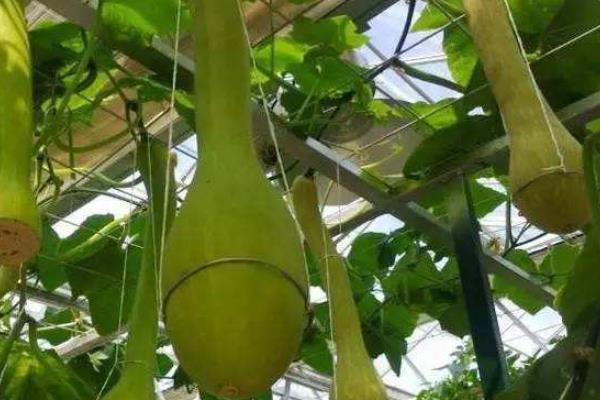 砍瓜什么時候砍 砍瓜砍后怎么處理