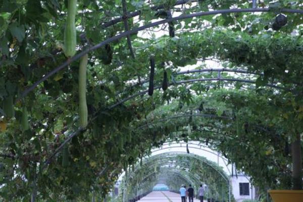 砍瓜什么時候砍 砍瓜砍后怎么處理