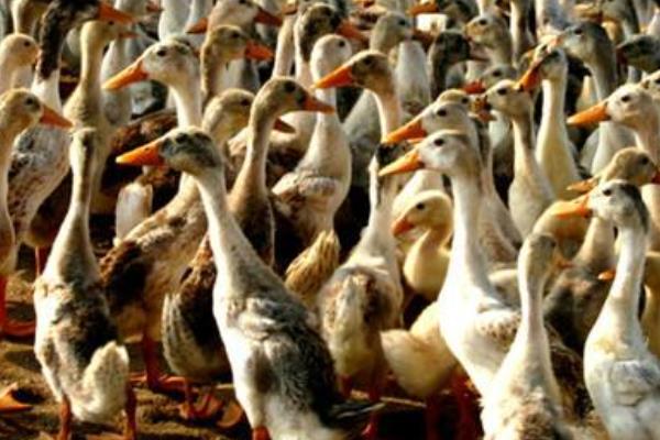 鴨子吃飼料還是玉米好 喂玉米的鴨長得大嗎