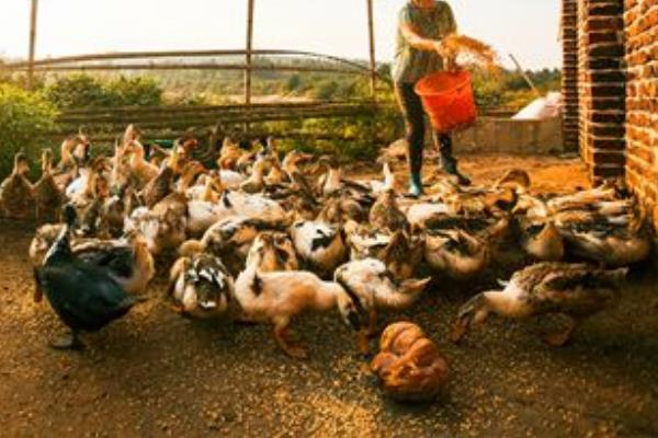 鴨子吃飼料還是玉米好 喂玉米的鴨長得大嗎