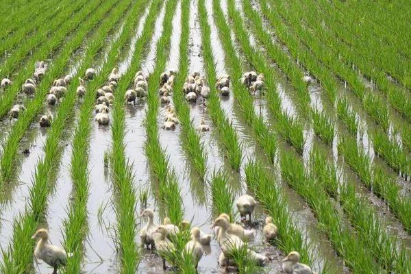 鴨子吃飼料還是玉米好 喂玉米的鴨長得大嗎