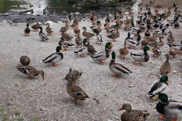 鴨子吃飼料還是玉米好 喂玉米的鴨長得大嗎