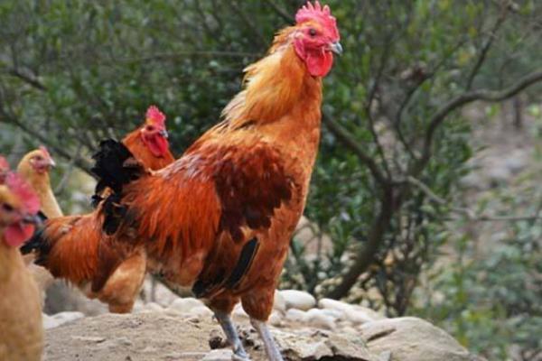 玉米雞是什么意思 用玉米喂雞的好處是什么