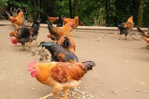 玉米雞是什么意思 用玉米喂雞的好處是什么