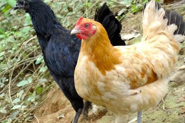 玉米雞是什么意思 用玉米喂雞的好處是什么