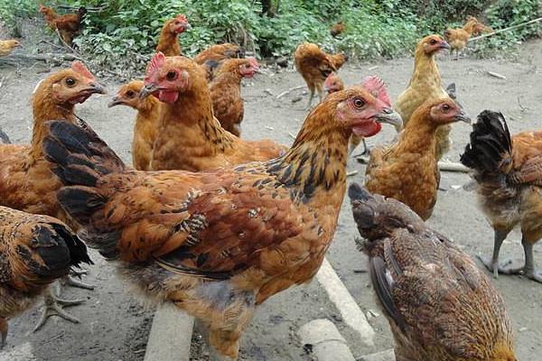 玉米雞是什么意思 用玉米喂雞的好處是什么