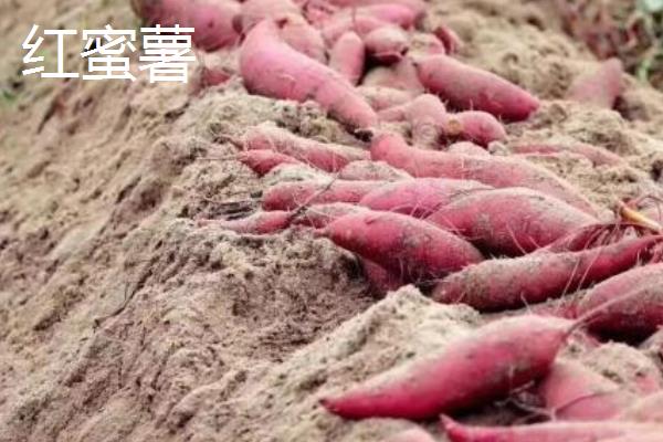 紅蜜薯市場價格多少錢一斤 蜜薯的產地在哪里