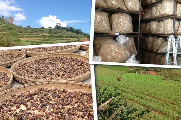 瑪卡的種植前景怎么樣 瑪卡畝產量多少斤