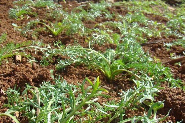 瑪卡的種植前景怎么樣 瑪卡畝產量多少斤