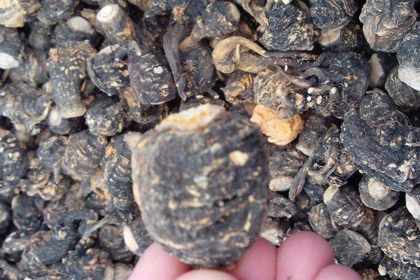 瑪卡的種植前景怎么樣 瑪卡畝產量多少斤