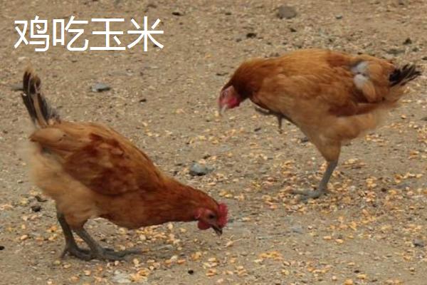 養(yǎng)雞喂玉米好還是稻谷好 雞吃整粒的玉米好嗎