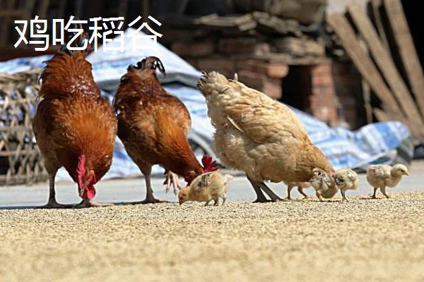 養(yǎng)雞喂玉米好還是稻谷好 雞吃整粒的玉米好嗎