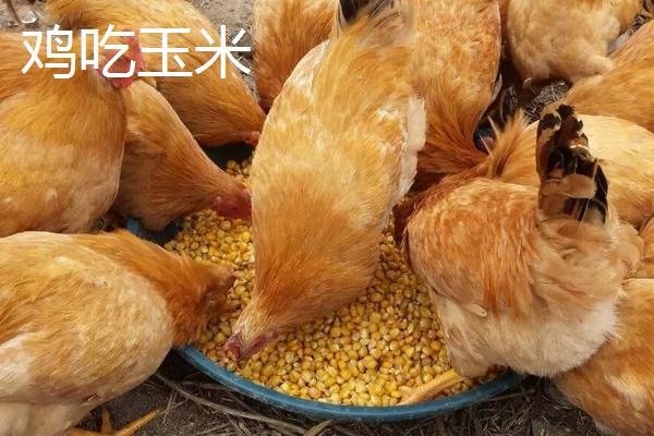 養(yǎng)雞喂玉米好還是稻谷好 雞吃整粒的玉米好嗎