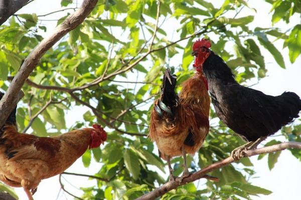 玉米為什么要泡水喂雞 雞吃煮好的玉米好嗎