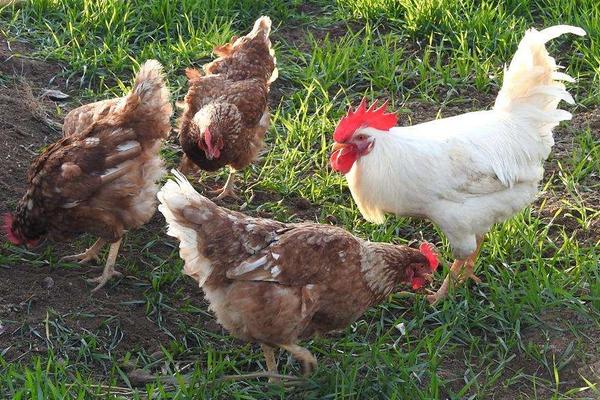 玉米為什么要泡水喂雞 雞吃煮好的玉米好嗎