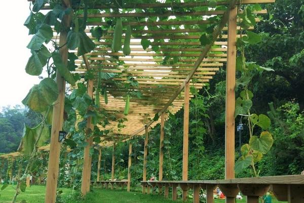 砍瓜苗結(jié)瓜后如何管理 砍瓜可以自己留種子嗎