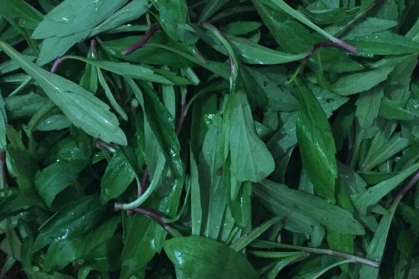 馬蘭頭為什么苦 馬蘭頭苦的能吃嗎(怎么做不苦)