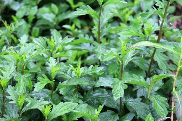 馬蘭頭為什么苦 馬蘭頭苦的能吃嗎(怎么做不苦)