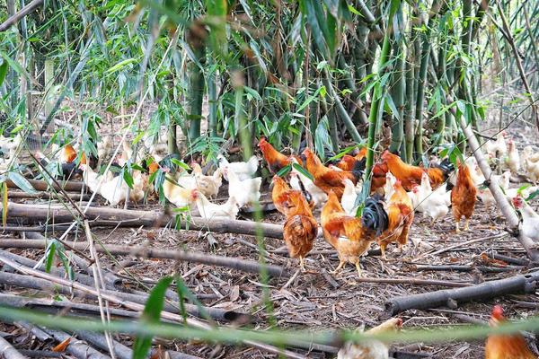 養(yǎng)雞喂玉米好還是稻谷好 雞吃整粒的玉米好嗎