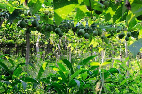 種羅漢果賺錢嗎 羅漢果種植市場前景分析