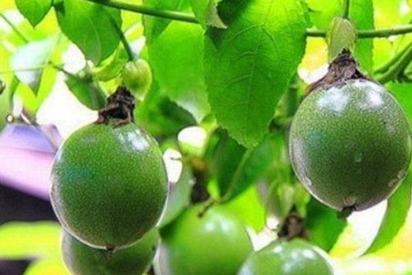 種羅漢果賺錢嗎 羅漢果種植市場前景分析