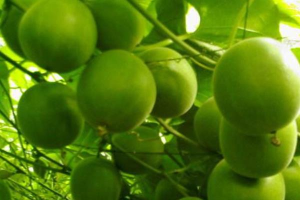 種羅漢果賺錢嗎 羅漢果種植市場前景分析