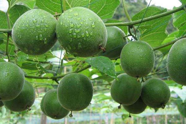 種羅漢果賺錢嗎 羅漢果種植市場前景分析