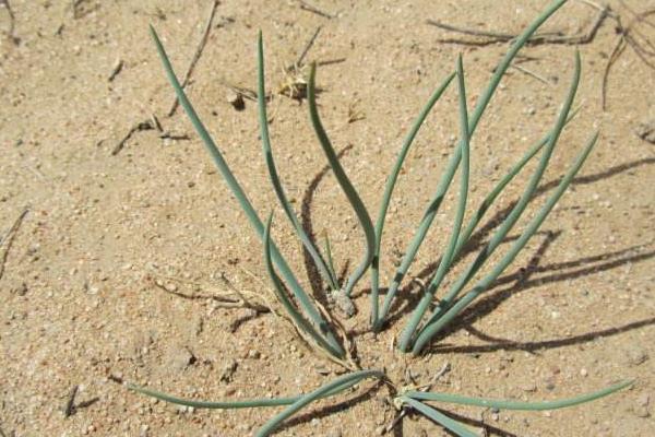 新鮮沙蔥市場價格多少錢一斤 沙蔥產地在哪里