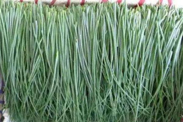 新鮮沙蔥市場價格多少錢一斤 沙蔥產地在哪里