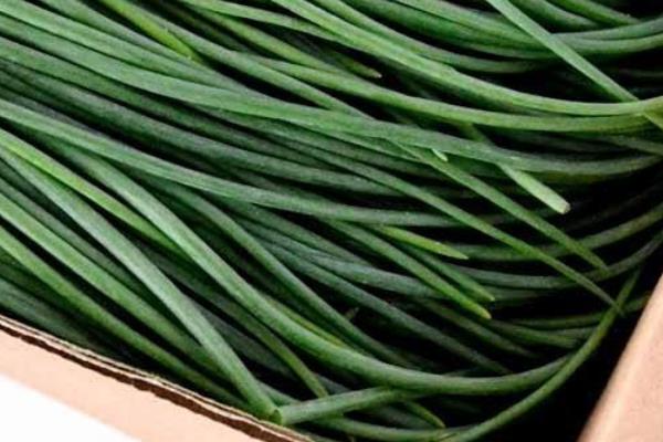 新鮮沙蔥市場價格多少錢一斤 沙蔥產地在哪里