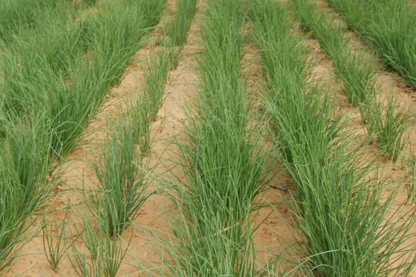 新鮮沙蔥市場價格多少錢一斤 沙蔥產地在哪里