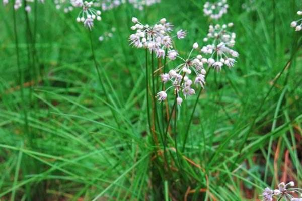 薤白種植時間 薤白繁殖方式