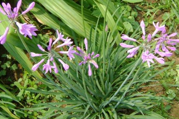 薤白市場價格多少錢一斤 薤白產(chǎn)地在哪里