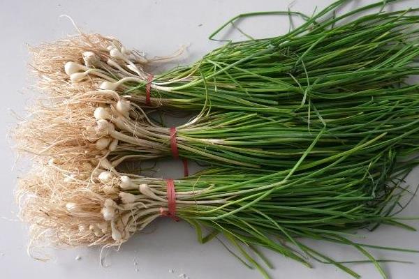 薤白市場價格多少錢一斤 薤白產(chǎn)地在哪里