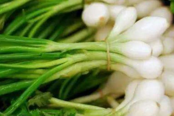 薤白市場價格多少錢一斤 薤白產(chǎn)地在哪里