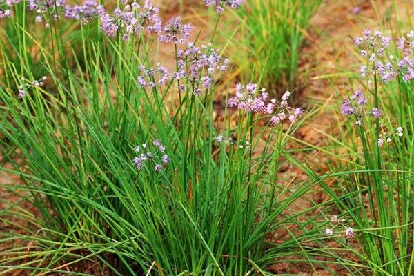 薤白種植時間 薤白繁殖方式