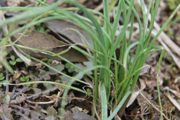 薤白種植時間 薤白繁殖方式