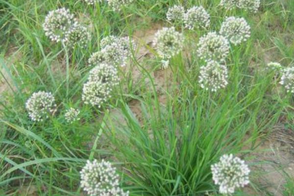 新鮮野韭菜市場(chǎng)價(jià)格多少錢一斤 野韭菜幾月上市