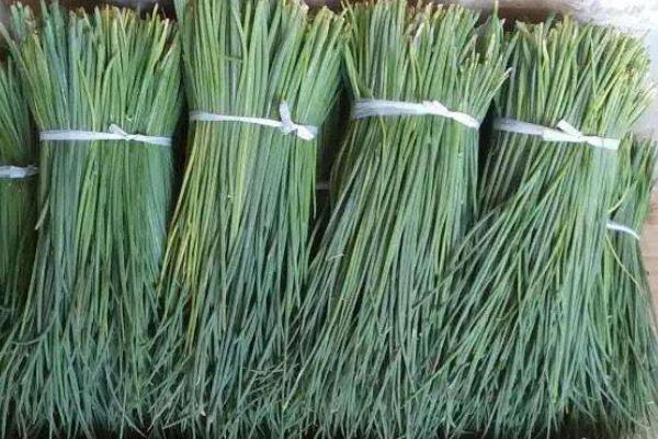 新鮮野韭菜市場(chǎng)價(jià)格多少錢一斤 野韭菜幾月上市