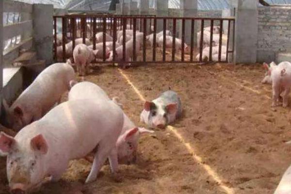 農村小型養豬場污水處理方法 500頭豬場糞便處理方法