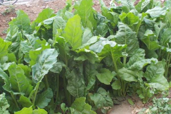 莙荙菜高產栽培技術莙荙菜什么時候種