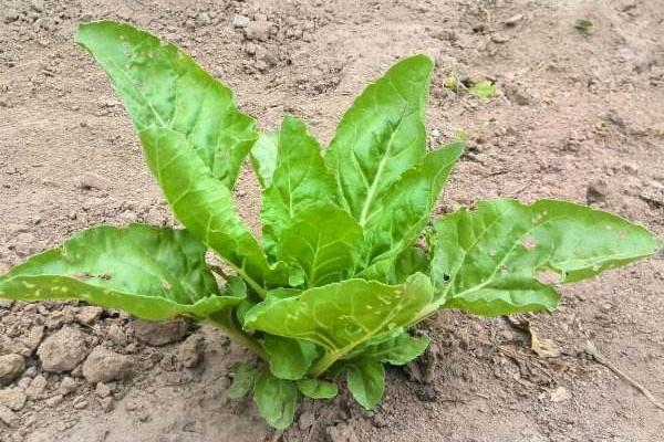 莙荙菜高產栽培技術莙荙菜什么時候種