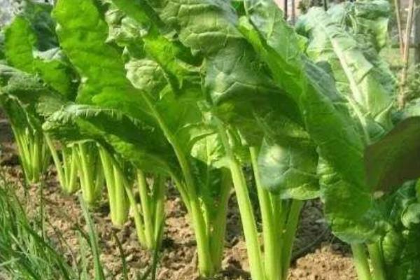 莙荙菜高產栽培技術莙荙菜什么時候種