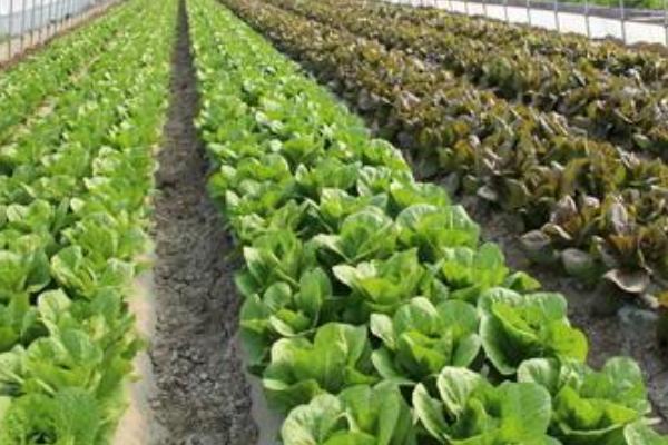 莙荙菜高產栽培技術莙荙菜什么時候種