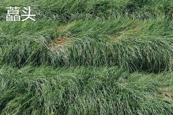 藠頭和蒜頭、蔥的區別是什么 藠頭和蒜頭、蔥都能生吃嗎