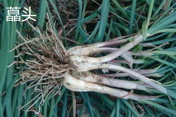 藠頭和蒜頭、蔥的區別是什么 藠頭和蒜頭、蔥都能生吃嗎